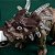 Dinossauro Com Luz E Som Triceratops Rocky Srt Cor - Imagem 6