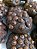 Cookie Chocolate (Kit com 4 unidades) - Imagem 1