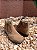 REF 511 BOTINA NOBUCK RATO SOLADO MOCASSIM INFANTIL PALMA - Imagem 3
