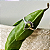 Anel Gota Peridoto - Prata 925 - Imagem 3