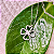 Colar Trevo - Prata 925 - Imagem 1