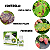 Fungicida E Defende Óleo De Neem 30ml Concentrado - Forth - Imagem 6