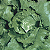 Semente de Alface - Isla - Imagem 3