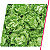 Alface 5000 Sementes - Seminis - Imagem 2