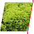 Alface 5000 Sementes - Seminis - Imagem 6