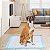 Tapete Higienico Cao Pet Cachorro 60x90 Animal de Estimaçao Antivazamento 20 Unidades Treinamento Adestramento - Imagem 8