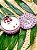 Vela Aromática Para Massagem de Manga Rosa - Imagem 2