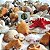 Pacote de Conchas e Caracóis do Mar (750g) - Imagem 3