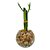 Vasinho Redondo com Dois Bambu da Sorte (Lucky Bamboo) - Imagem 2