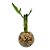 Vasinho Redondo com Dois Bambu da Sorte (Lucky Bamboo) - Imagem 1