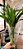 Kit com 12 Hastes de Bambu da Sorte (Extra Grande) - Imagem 3