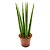 Planta Lança de São Jorge Reta (Média) - Imagem 1