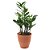 Vaso Cachepot com Planta Zamioculca (Médio) - Imagem 1