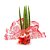 Arranjo com Planta Lança de São Jorge Reta (Sansevieria Cylindrica) - Imagem 1