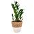 Cachepot Palha com Planta Zamioculca (Planta da Fortuna) - Imagem 2