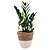 Cachepot Palha com Planta Zamioculca (Planta da Fortuna) - Imagem 3