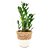 Cachepot Palha com Planta Zamioculca (Planta da Fortuna) - Imagem 1