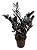 Muda de Zamioculca Black Queen (Planta da Fortuna) - Imagem 1
