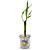 Mini Vasinho Cristal com Bambu da Sorte (Pet Lover) - Imagem 1
