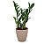 Planta Zamioculca com Cachepot Rattan (Planta da Fortuna) - Imagem 6