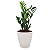 Planta Zamioculca com Cachepot Rattan (Planta da Fortuna) - Imagem 9