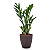 Planta Zamioculca com Cachepot Rattan (Planta da Fortuna) - Imagem 7