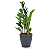 Planta Zamioculca com Cachepot Rattan (Planta da Fortuna) - Imagem 10