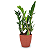 Planta Zamioculca com Cachepot Rattan (Planta da Fortuna) - Imagem 8