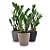 Planta Zamioculca com Cachepot Rattan (Planta da Fortuna) - Imagem 2