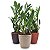 Planta Zamioculca com Cachepot Rattan (Planta da Fortuna) - Imagem 1