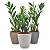 Planta Zamioculca com Cachepot Rattan (Planta da Fortuna) - Imagem 3