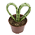 Arranjo com Planta Lança de São Jorge (Coração) - Imagem 1