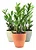 Cachepot com Planta Zamioculca (Planta da Fortuna) - Imagem 1