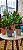 Cachepot com Planta Zamioculca (Planta da Fortuna) - Imagem 3