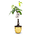 Vaso Dourado com Árvore do Dinheiro (Pachira Aquática) - Imagem 3