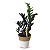 Cachepot Palha com Zamioculca Black Queen (Planta da Fortuna) - Imagem 2