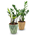 Cachepot Diamante com Zamioculca Baby (Planta da Fortuna) - Imagem 1
