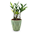 Cachepot Diamante com Zamioculca Baby (Planta da Fortuna) - Imagem 4