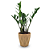 Cachepot Diamante com Zamioculca Baby (Planta da Fortuna) - Imagem 3