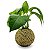 Kokedama de Jibóia Verde com Suporte de Mesa - Imagem 4