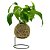 Kokedama de Jibóia Verde com Suporte de Mesa - Imagem 1