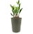 Cachepô DUE com Planta Zamioculca (Planta da Fortuna) - Imagem 8