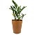 Cachepô DUE com Planta Zamioculca (Planta da Fortuna) - Imagem 4