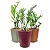 Cachepô DUE com Planta Zamioculca (Planta da Fortuna) - Imagem 3