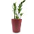 Cachepô DUE com Planta Zamioculca (Planta da Fortuna) - Imagem 6