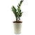 Cachepô DUE com Planta Zamioculca (Planta da Fortuna) - Imagem 5