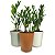 Cachepô DUE com Planta Zamioculca (Planta da Fortuna) - Imagem 1
