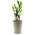Cachepô DUE com Planta Zamioculca (Planta da Fortuna) - Imagem 7