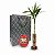 Kit Presente Suporte Rústico com Bambu da Sorte + Boneco Daruma - Imagem 1