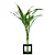Kit Presente Vaso com Bambu da Sorte + 10 Moedas Chinesas - Imagem 3